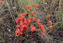 Raisin de Mer Ephedra istachya L.. Cette plante en voie de disparition est une espèce protégée.