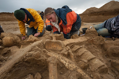 Squelette presque complet d’un mammouth découvert à Changis-sur-Marne
